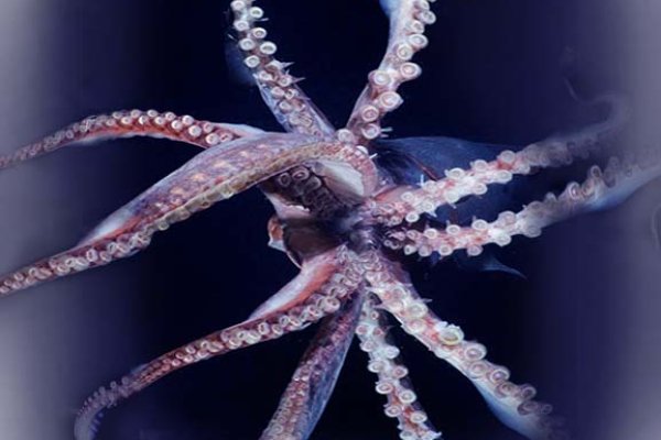 Kraken адрес