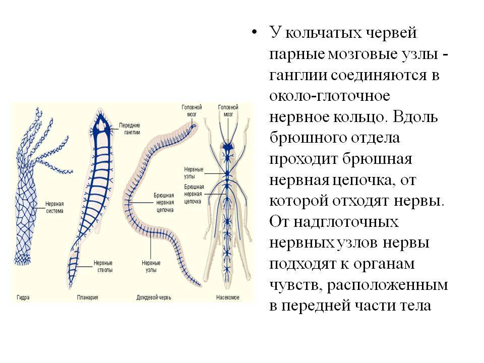 Кракен тор маркет пв
