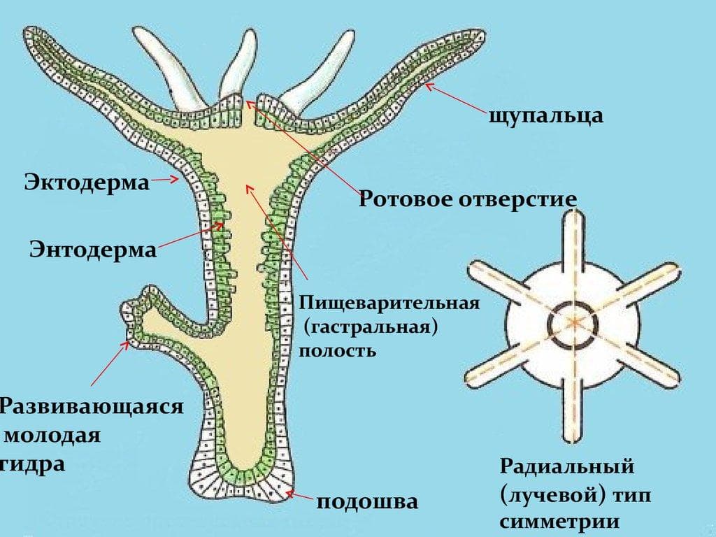 Наркотики заказать